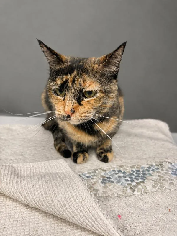 A young medium-sized female Tortoiseshell Domestic Short Hair cat named Skittles for adoption in Jefferson, IA