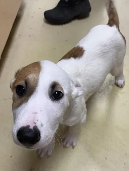 A baby large-sized male Mixed Breed dog named Dopey for adoption in Munster, IN