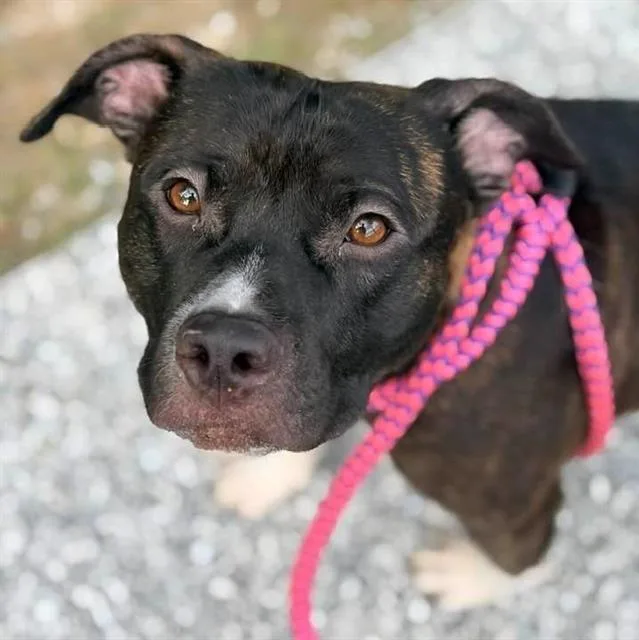 A young medium-sized male Pit Bull Terrier dog named Django for adoption in Indianapolis, IN