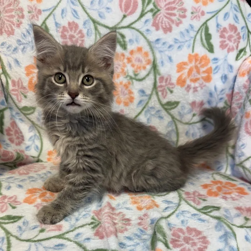 A baby small-sized female Gray / Blue / Silver Domestic Long Hair cat named Dumplings for adoption in Kittanning, PA