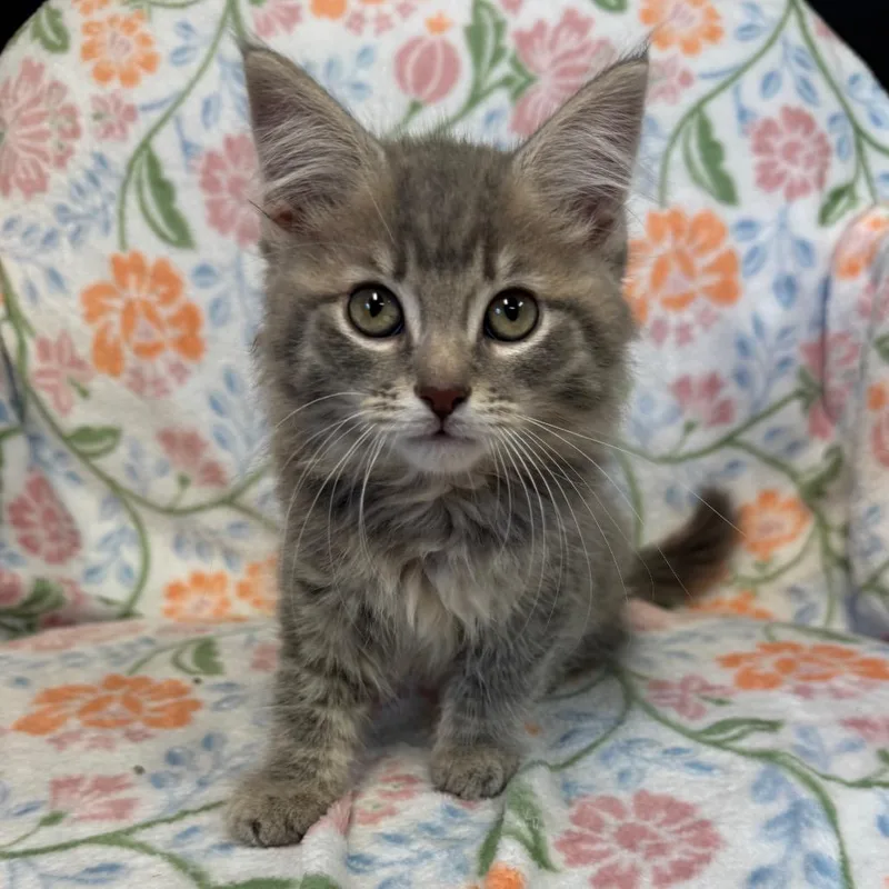 Dumplings thumbnail 2