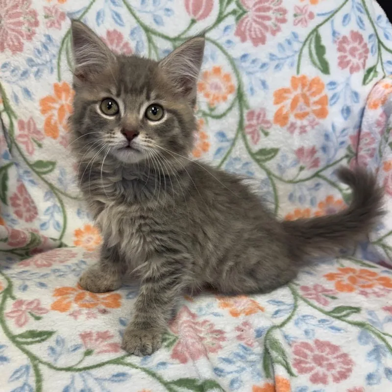 Dumplings thumbnail 3