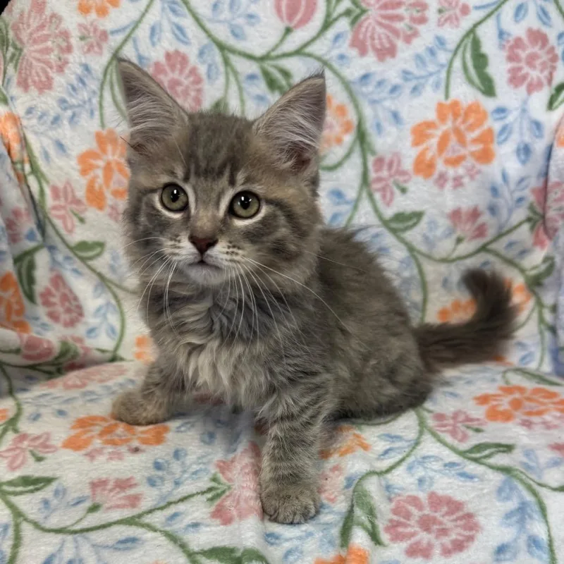 Dumplings thumbnail 4