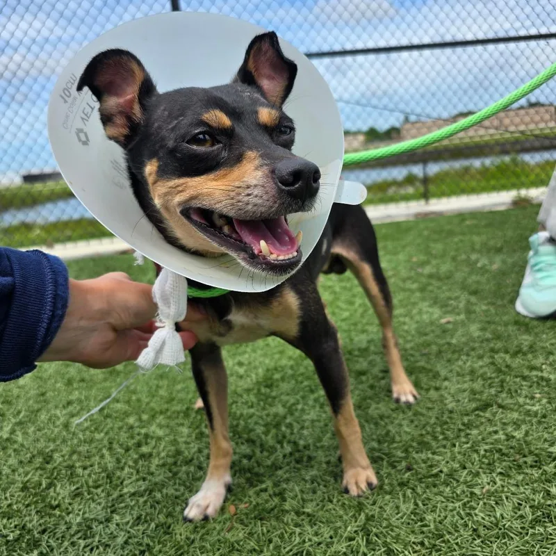 A young small-sized male Mixed Breed dog named Rolo for adoption in Naples, FL