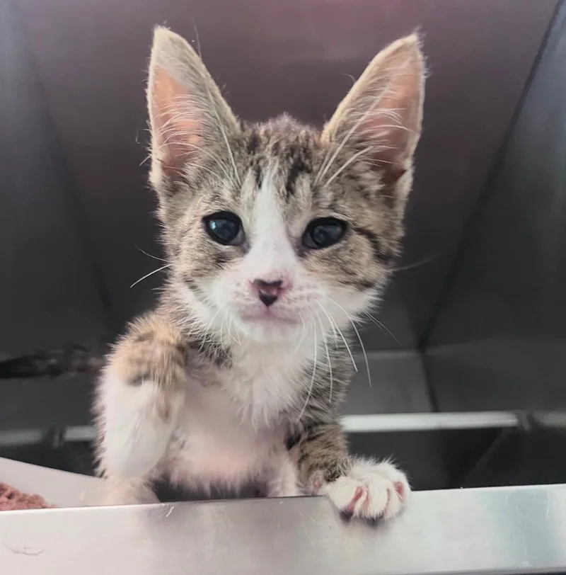 A baby medium-sized male Domestic Short Hair cat named Paddington for adoption in Pomona, NY