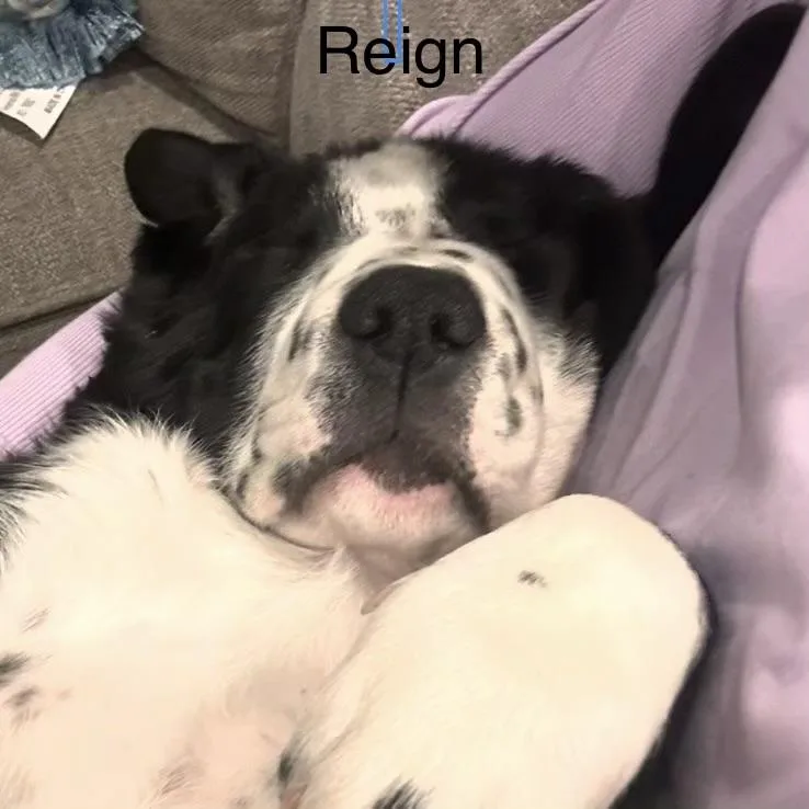 A baby medium-sized female Black Border Collie dog named Reign for adoption in Libertyville, IL