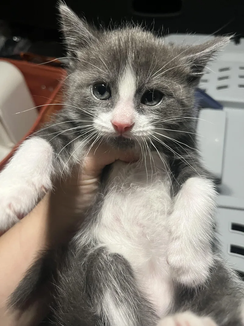 Wild Thing thumbnail 2