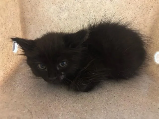 A baby small-sized male Domestic Long Hair cat named A for adoption in Lancaster, CA