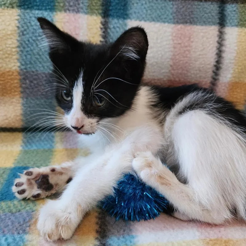 A baby medium-sized male Black & White / Tuxedo Domestic Short Hair cat named Pepe for adoption in Graham, WA