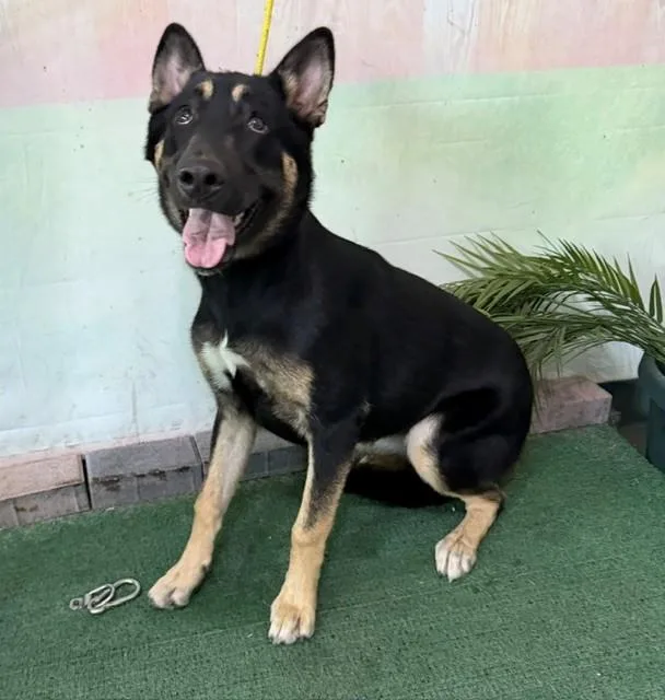 A young medium-sized female German Shepherd Dog dog named A for adoption in Baldwin Park, CA