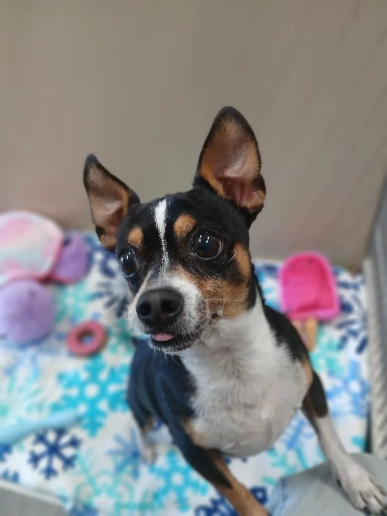 An adult small-sized male Chihuahua dog named Oscar for adoption in Ladysmith, WI