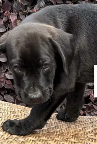 A baby medium-sized male Black Labrador Retriever dog named Puma for adoption in Parma, OH