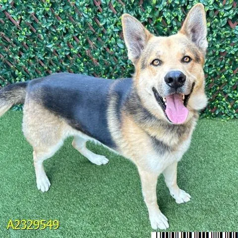 An adult large-sized male Black German Shepherd Dog dog named Browny for adoption in West Palm Beach, FL