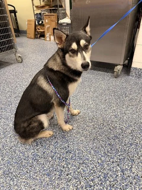 A young large-sized male Husky dog named Sitka for adoption in Thousand Palms, CA