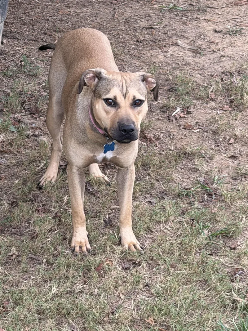 An adult medium-sized female German Shepherd Dog named Ginger for adoption in Watertown, CT