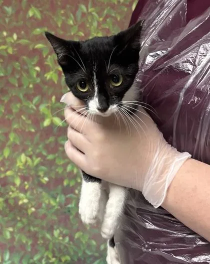 A young small-sized female Domestic Short Hair cat named Penguin for adoption in San Antonio, TX