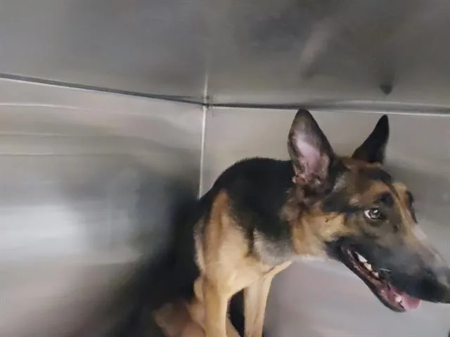 A young large-sized male Dutch Shepherd dog named Rush for adoption in Tustin, CA