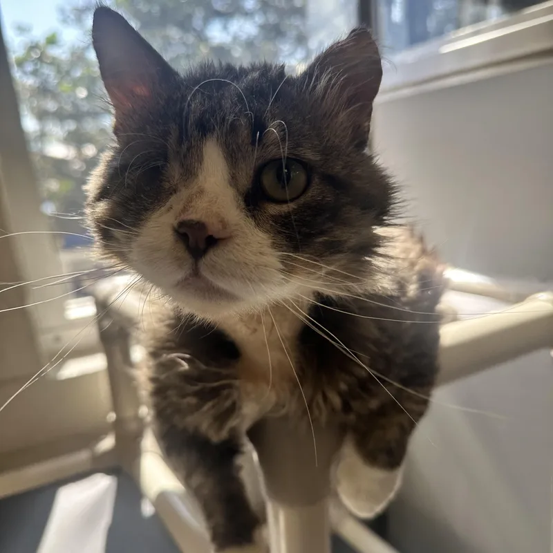 An adult medium-sized male Domestic Long Hair cat named Snoop Dog for adoption in Kearney, NE