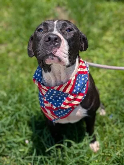 An adult medium-sized male Pit Bull Terrier dog named Dash for adoption in Gulfport, MS