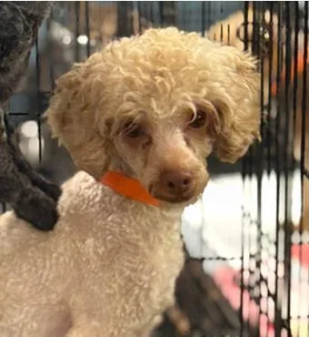 An adult small-sized male Poodle dog named Fred for adoption in Largo, FL