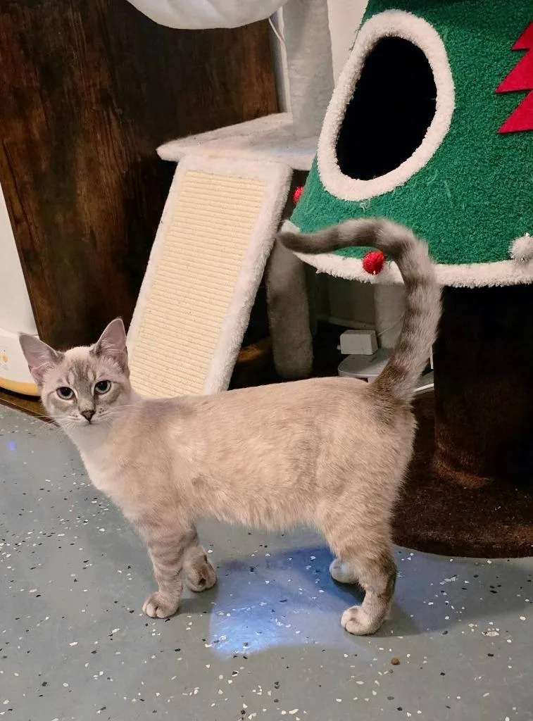 A baby medium-sized male Siamese cat named Farmer Fitzgerald for adoption in Miami, OK