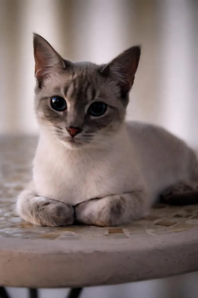 Farmer Fitzgerald thumbnail 2