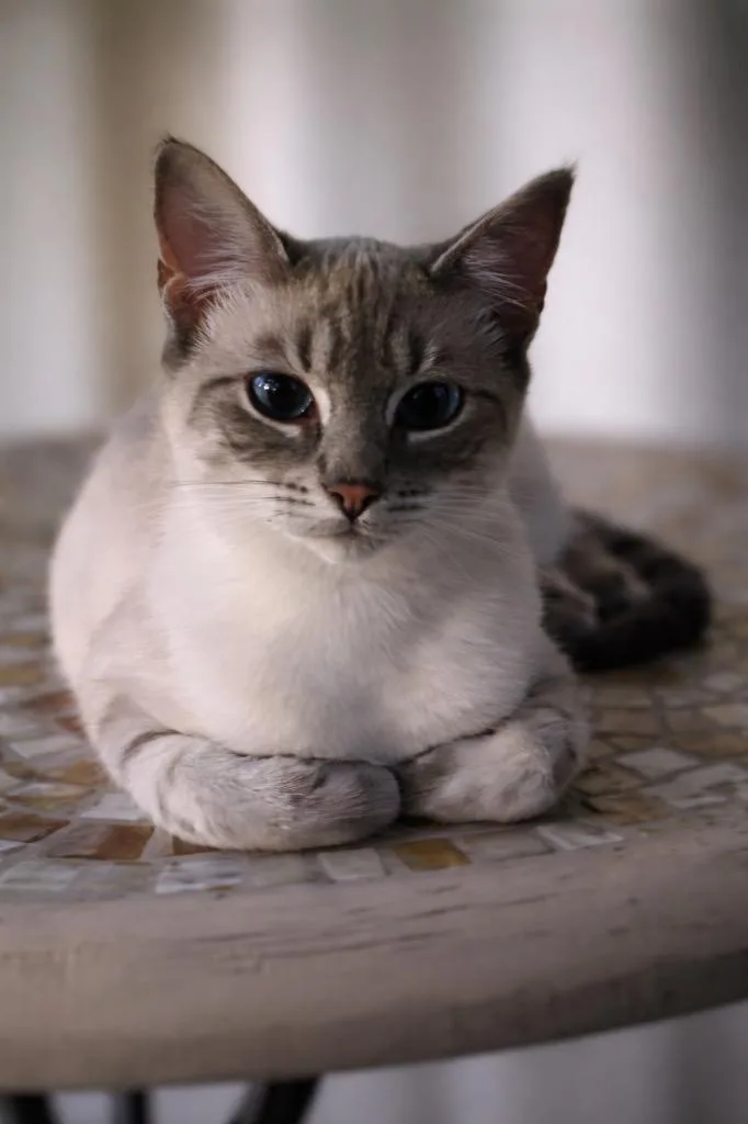 Farmer Fitzgerald thumbnail 5