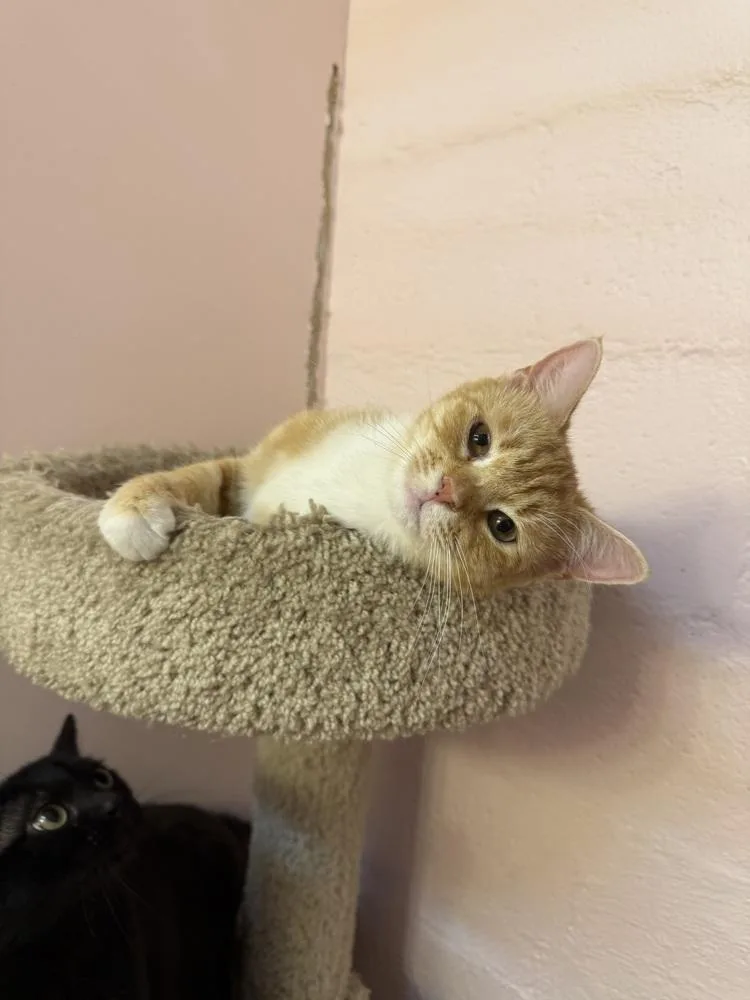 An adult medium-sized male Orange & White Domestic Short Hair cat named Curio for adoption in West Mifflin, PA
