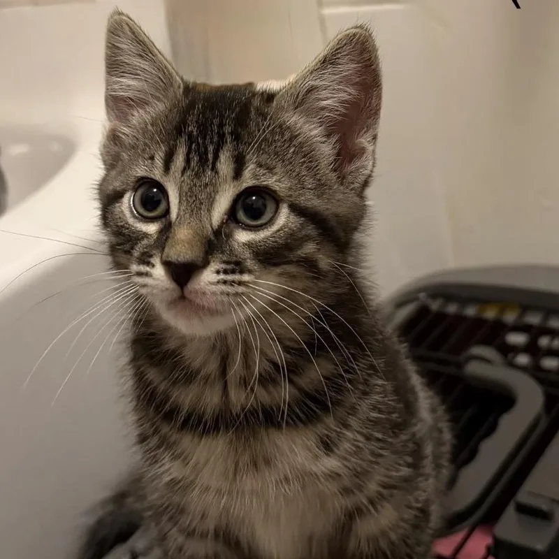 A young small-sized male Gray / Blue / Silver Domestic Short Hair cat named Techno for adoption in Ashland, VA