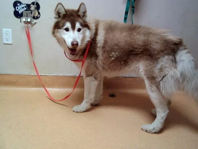An adult large-sized male Siberian Husky dog named Reese for adoption in Martinez, CA