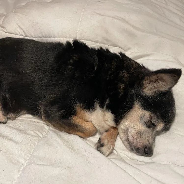A senior small-sized female Bicolor Chihuahua dog named Wee Wee for adoption in Long Beach, MS