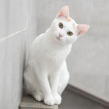 An adult small-sized female White Domestic Short Hair cat named Creamsicle for adoption in Atlanta, GA