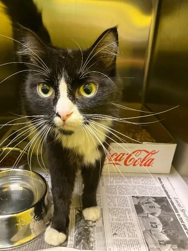 An adult medium-sized male Domestic Medium Hair cat named Windmill for adoption in Jackson, TN