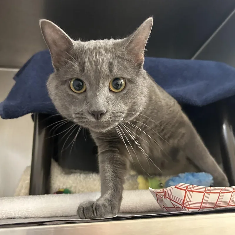 A young large-sized male Gray / Blue / Silver Domestic Short Hair cat named Onyx for adoption in Springfield, MA