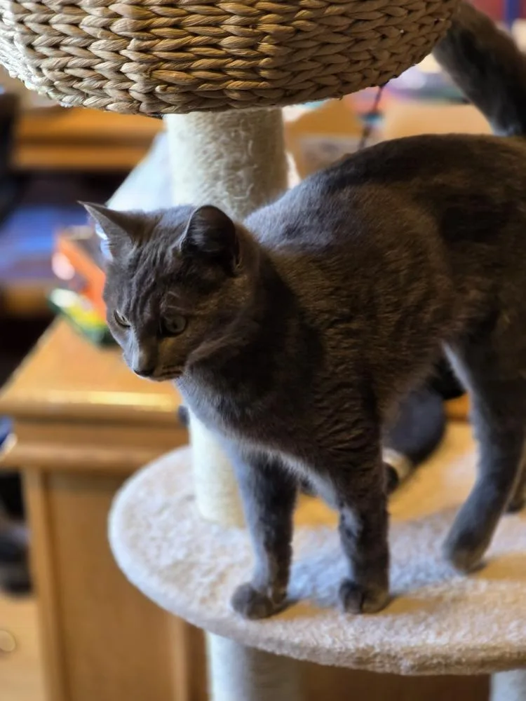 Princess thumbnail 2