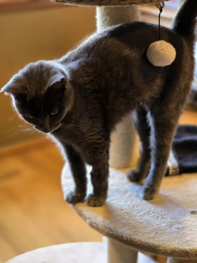 Princess thumbnail 3