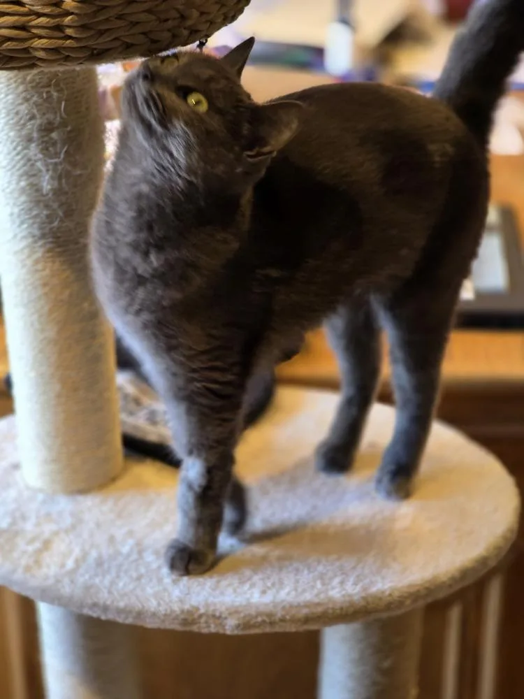 Princess thumbnail 4