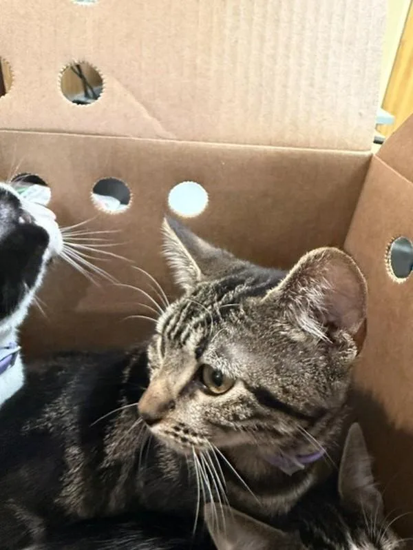 A baby small-sized female Domestic Short Hair cat named Cookie for adoption in Virginia Beach, VA