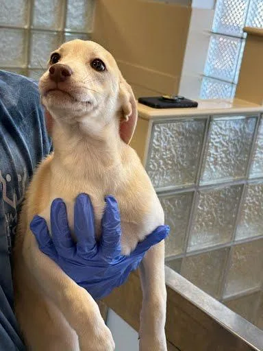 A baby small-sized female Labrador Retriever dog named Lily for adoption in Washington, DC