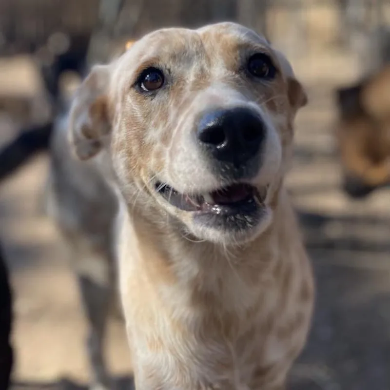 Wiggy Pc thumbnail 2