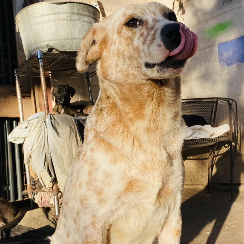 Wiggy Pc thumbnail 3