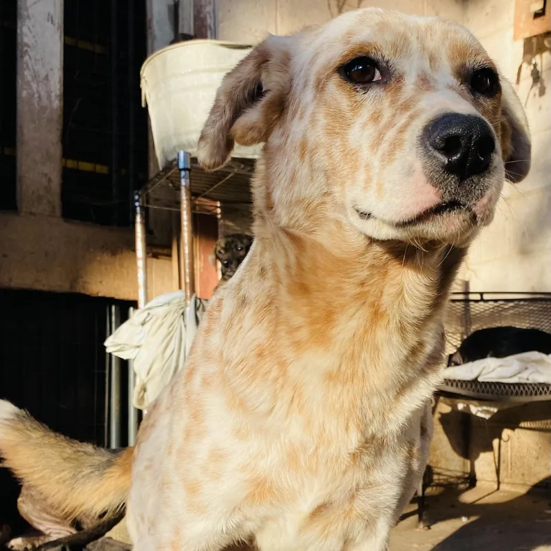 Wiggy Pc thumbnail 4