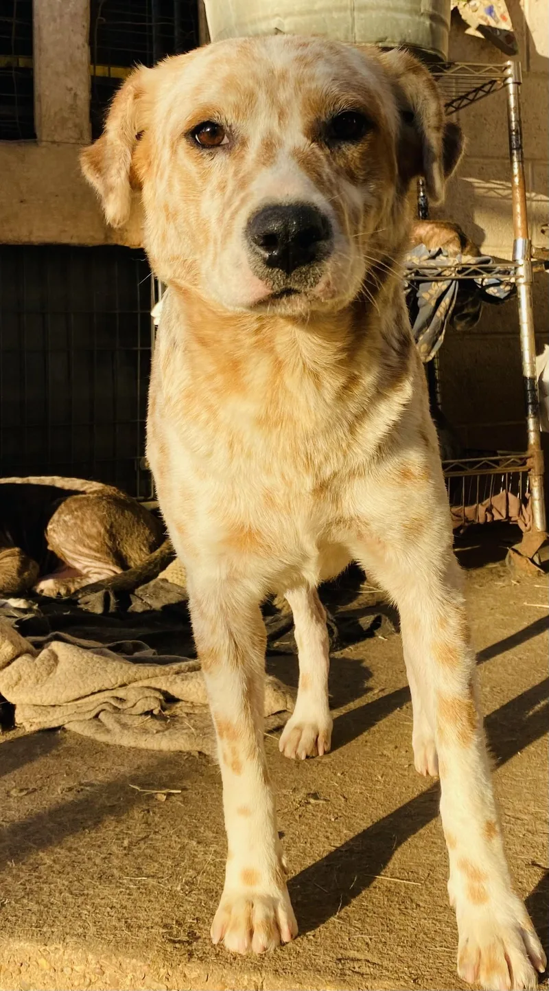 Wiggy Pc thumbnail 5