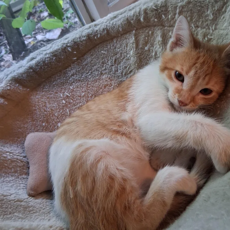 A baby medium-sized female Orange & White Tabby cat named Butter Cup Sweetest for adoption in Macomb, MI