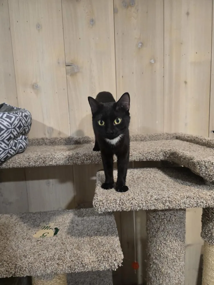 An adult medium-sized female Black Domestic Short Hair cat named Celia for adoption in Vancouver, WA