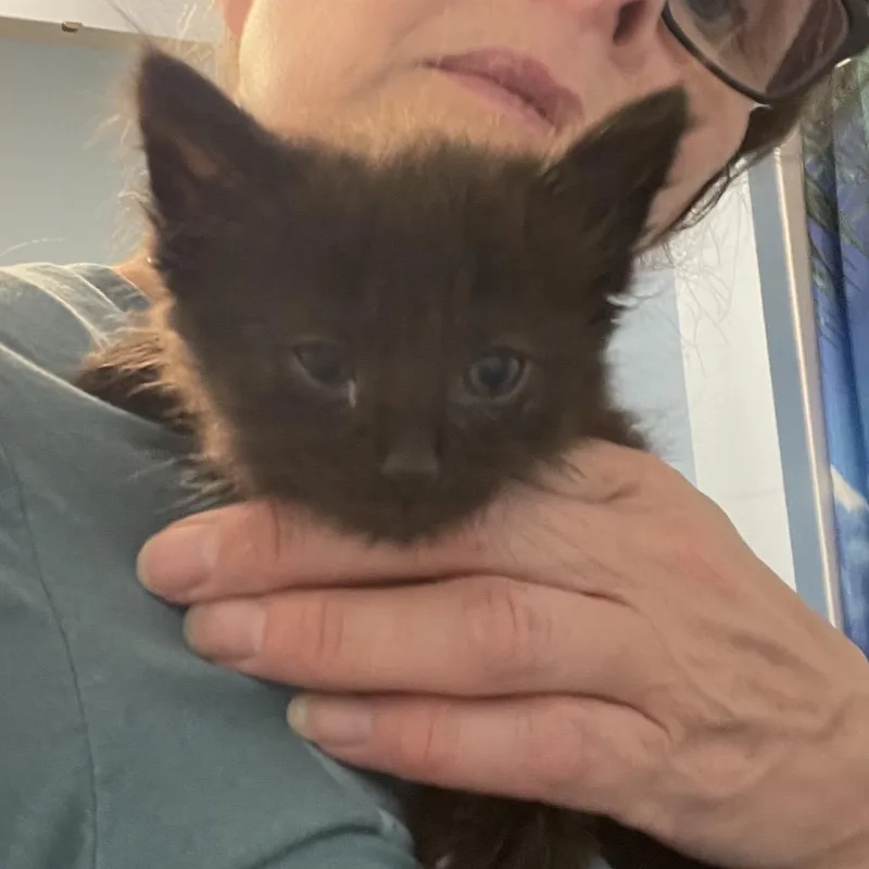 A baby small-sized male Black Domestic Short Hair cat named Maverick for adoption in Springboro, OH