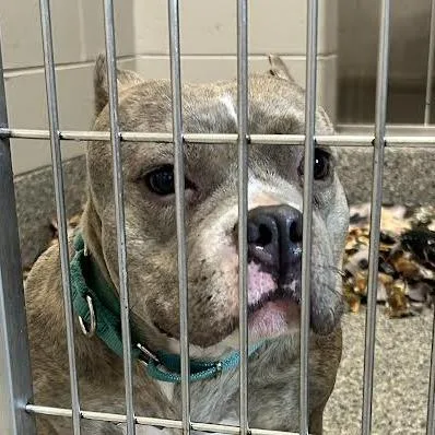 An adult medium-sized female Brindle Mixed Breed dog named Tiny for adoption in Dearborn, MI