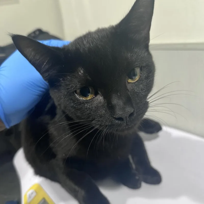 A baby medium-sized female Black Domestic Short Hair cat named Dream for adoption in Tampa, FL