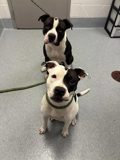 A young large-sized female Pit Bull Terrier dog named Nova for adoption in Indianapolis, IN