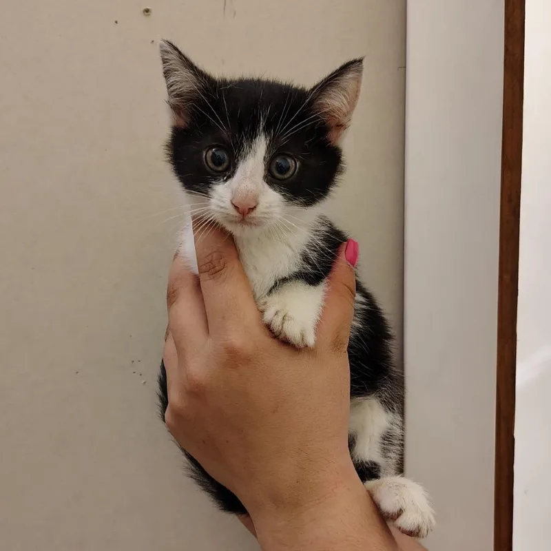 A baby small-sized female Black Domestic Short Hair cat named Asparagus for adoption in Coos Bay, OR